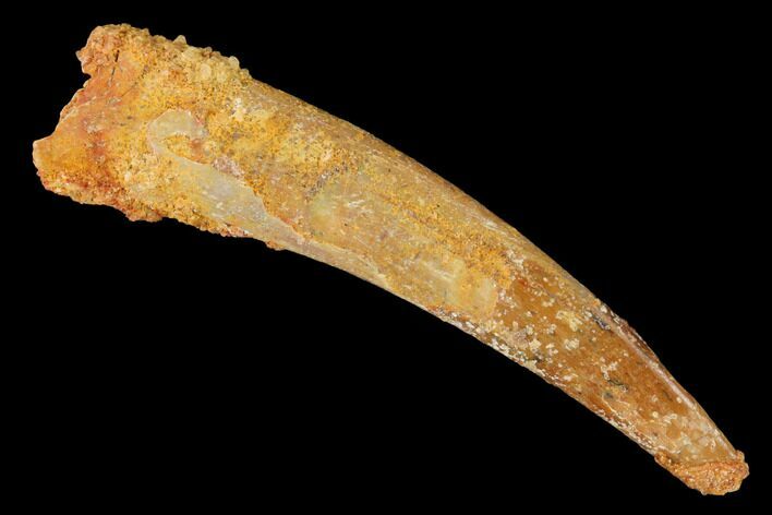 Fossil Pterosaur (Siroccopteryx) Tooth - Morocco #145795